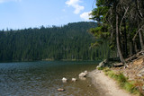 Fototapeta  - Certovo lake near the village of Spicak, Bohemian Forest (Sumava), Czech Republic