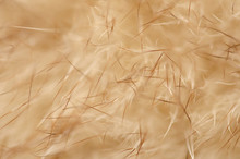 Beige Yellow Fur Macro Villus Texture Detail Nature On Blur Background