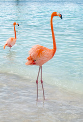 Plakat egzotyczny zwierzę fauna morze karaibskie woda