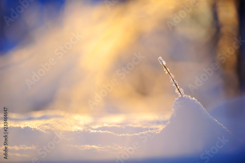 Snow And Frost On Dried Grass Stem Lit By The Low Angle