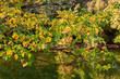 Bunte Blätter, im Hintergrund Wasser I