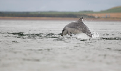 Playful wild bottlenose dolphin tursiops truncatus