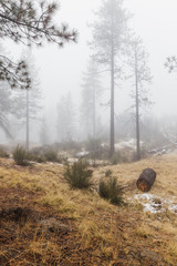 Poster - Vertical shot of foggy winter morning in the mountains 