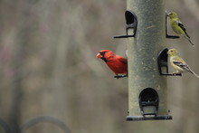 Male Northern Cardinal And Yellow Goldfinches On A Feeder