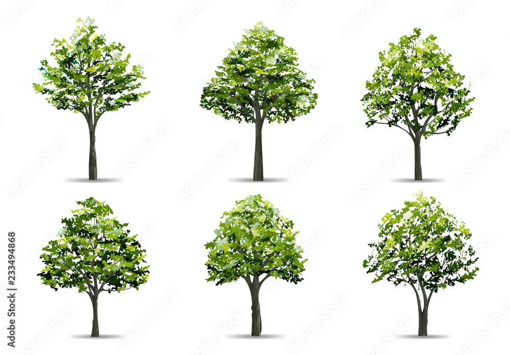 Collection of realistic tree isolated on white background. Natural ...