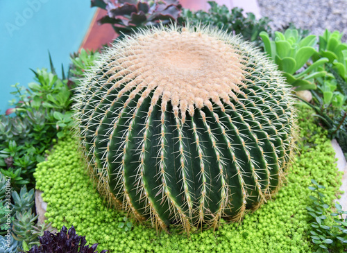 Garden Cactus Golden Barrel Cactus Flower Close Up Of Green Cactus Plant Round With Thorn Garden Cactus Golden Ball In The Nature Green Background Echinocactus Grusonii Stock Photo Adobe Stock