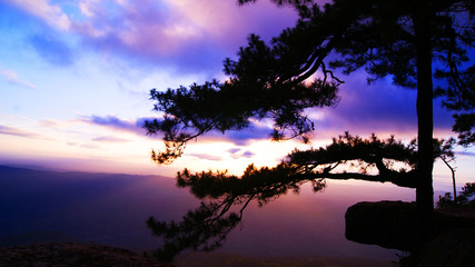 beautiful Sunset pine tree cliff Pha Lomsak at Phu Kradueng national park  Loei Thailand - colorful sky dramatic twilight sky cloud nature background