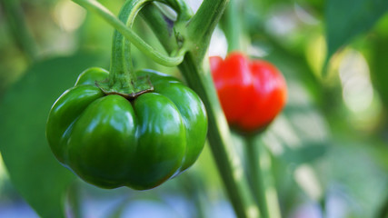 Wall Mural - pepper paprika on tree / fresh green and red pepper paprika growing on the tree vegetable garden agriculture farm nature green background 