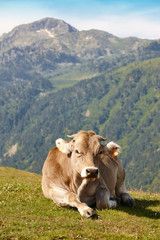 Wall Mural - Cow grazing in the mountains. Livestock. Idyllic landscape