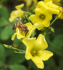 Bee on a yellow flower