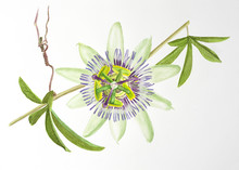 Watercolor Painting Of Passiflora Flower