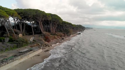 Wall Mural - Aerial view of pinewood along seaside after a serious storm