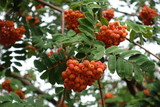 Fototapeta Boho - Closeup of reddish orange berries of rowan