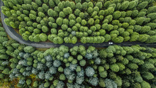 Drone Aerial View From Above Of Road Through The Green Autumn Forest In "Poiso", Madeira Island, Portugal.