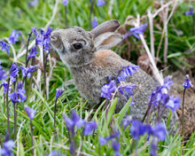Rabbit Amongst The Bluebells