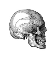 Vintage Illustration Of Anatomy, Human Skull Lateral View