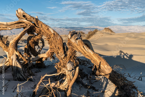 Fotografie, Obraz Twisted Dry Trunk of a Mesquite Tree at Sunrise, Mesquite Flat Dunes, Death Vall
