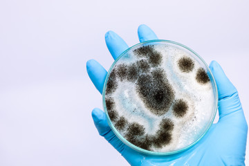 Wall Mural - Aspergillus (mold) for Microbiology in Lab.