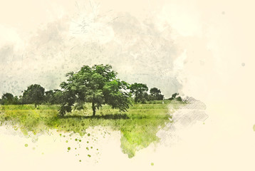 Wall Mural - Abstract tree and field landscape on watercolor illustration painting background.