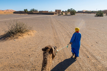 Wall Mural - berber nomad with a camel in sahara desert, morocco