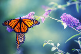 Fototapeta Sawanna - Butterfly on a lilac flower. The most famous butterfly of North America is the monarch's daaid. Gentle artistic photo. Soft selective focus.
