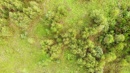 Wall Mural - Top down view. Green trees on meadow field. Nature background