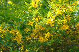 Fototapeta Zwierzęta - Bush of forsythia yellow flowers with with green 