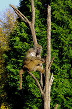 Pawian Masajski Lub Porostu Pawian żółty, Małpa Obserwująca Okolicę Siedząc Na Drzewie