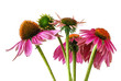 Echinacea  (Echinacea purpurea) Medicinal Herb