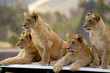 Lion cubs waiting for their dinner. 