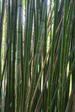 Fototapeta Dziecięca - green bamboo fence background