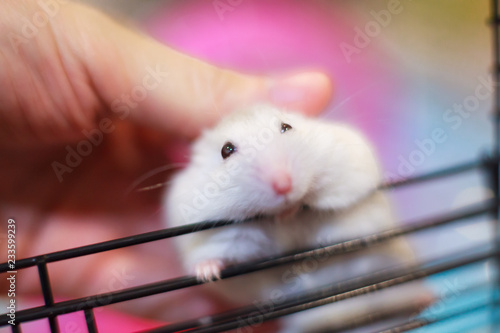 Cute White Exotic Little Baby Winter White Dwarf Hamster On Owner Hand Happy Playing On Cage Bar Winter White Hamster Is Also Known As Winter White Dwarf Djungarian Or Siberian Hamster,What Can You Feed Ducks Instead Of Bread