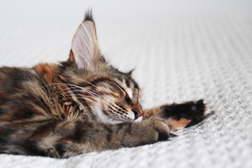 Wall Mural - close up of a sleeping maine coon kitten cat face and paws on white background