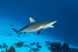 © imageBROKER - Grey reef shark (Carcharhinus amblyrhynchos), with open mouth cleaned by cleaner fish, Great Barrier Reef, Pacific, Australia, Oceania