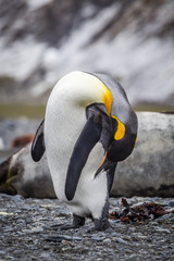 Wall Mural - king penguin preening off winter coat.cr2