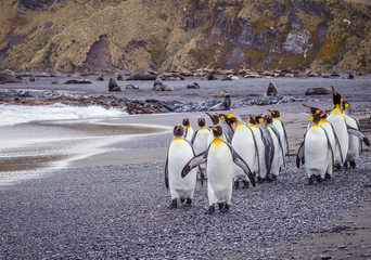 Wall Mural - flock of penguins walk down beach.