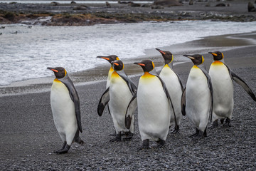 Wall Mural - small flock of emperor penguins walking on beach.