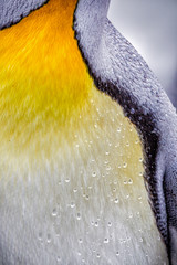 Wall Mural - tight close up of water droplets on chest of king penguin in south georgia