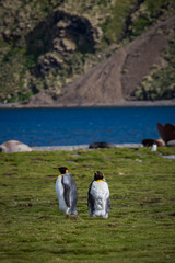 Wall Mural - molting king penguins in spring on falkland islands.