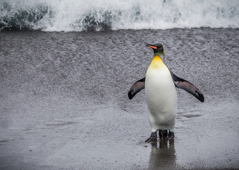 Wall Mural - king penguin returning from the sea.cr2
