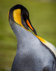Wall Mural - king penguin preens feathers in spring near antarctica.cr2