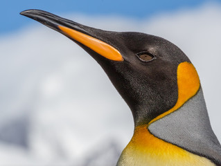 Wall Mural - king penguin closeup portrait left .