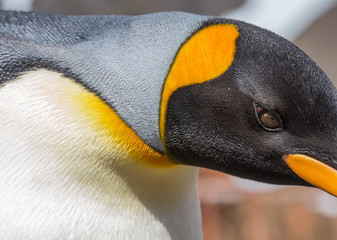 Wall Mural - extreme close-up of king penguin yellow pattern.