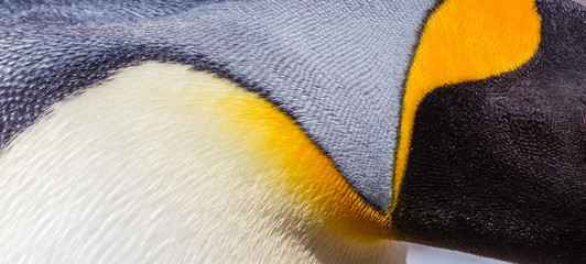 Wall Mural - feathers of a king penguin close up in antarctica.