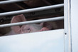 Tiertransport für Schweine
