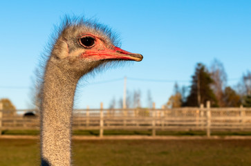 Ostrich Profile of head with red beak and neck on the farm.