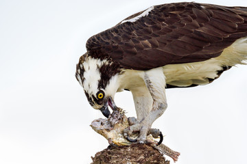 Canvas Print - Osprey