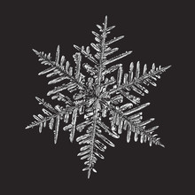 Snowflake On Black Background. Vector Illustration Based On Macro Photo Of Real Snow Crystal: Complex Stellar Dendrite With Fine Hexagonal Symmetry, Ornate Shape And Six Thin, Elegant Arms.