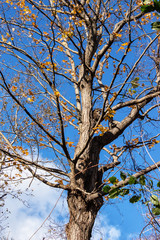 Bare Tree with Two Raccoons