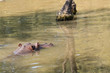 © lapis2380 - Hippo swimming in water.